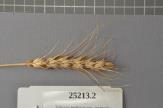 Click for 1 image(s) for this accession. Spike